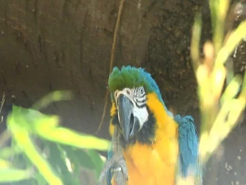 Blue and Yellow Macaw Stock Footage 85814566
