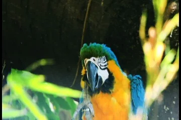 Blue and Yellow Macaw Stock Footage 85814938
