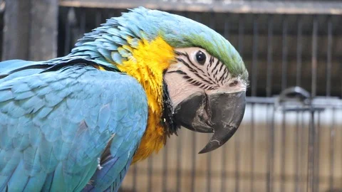 Blue and Yellow Macaw Stock Footage 86653791