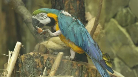 Blue and yellow macaw Video stock 129833574