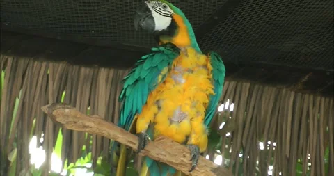 Blue-and-Yellow Macaw Stock Footage 343719694