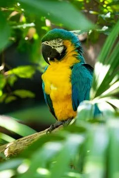 Blue and yellow macaw gets a close up in the tropical rain forest Stock Photos