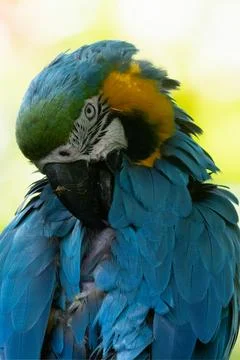 Blue and yellow macaw gets a close up in the tropical rain forest Stock Photos