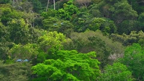 Blue-and-Yellow Macaw Group Flying Above Brazil Nut Tree in Tambopata, Peru, Stock Footage 314330155