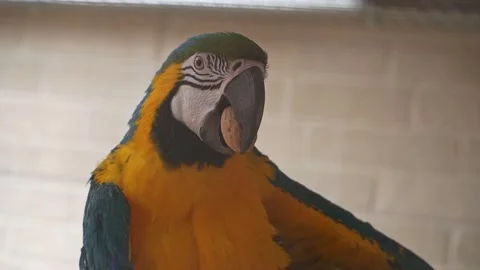 Blue-and-Yellow Macaw Holding Nut in Beak and Stretching Wings Video stock 342595751