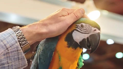 Blue-and-Yellow Macaw Interaction - Owner Gently Pets Expressive Parrot Indoors Stock Footage 295240283