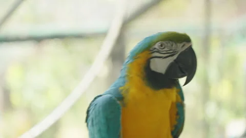 Blue and Yellow Macaw Looking Sideways with Fluffed Wing Feathers and Open Beak, Stock Footage 314006902