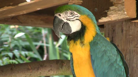 Blue and yellow macaw medium close up with audio Stock Footage 28501221