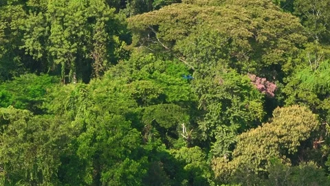 Blue-and-Yellow Macaw Pair Flying Above Rainforest Canopy in Tambopata, Peru, Stock Footage 314328470