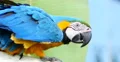 Blue and Yellow Macaw, Parrot. Pantanal wetlands, Brazil Zoo 2 (4K) 4k or 4k+ Resolution