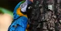 Blue and Yellow Macaw, Parrot. Pantanal wetlands, Brazil 7 (4K) 4k or 4k+ Resolution