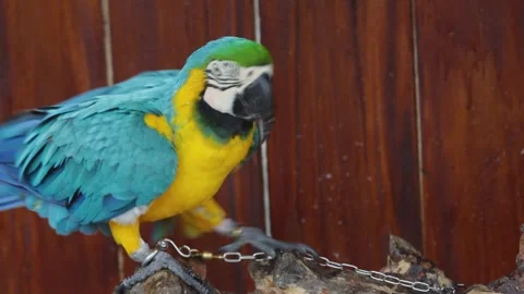 Blue and Yellow Macaw Parrot on Wooden Branch with Chain Close Up of Exotic Stock Footage 320432214
