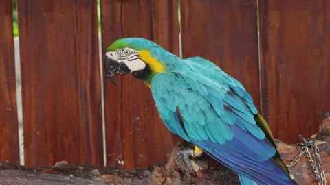 Blue and Yellow Macaw Parrot Perched on Wooden Branch with Chain Exotic Tropical Stock-Footage 320432223