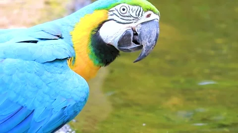 Blue and yellow macaw parrot bird tropical drinking water Brazil. Stock-Footage 339837451