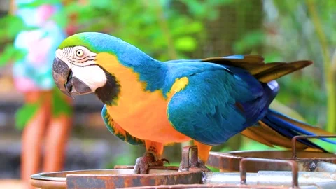 Blue and yellow macaw parrot bird eating tropical nature Brazil. Video stock 339837465