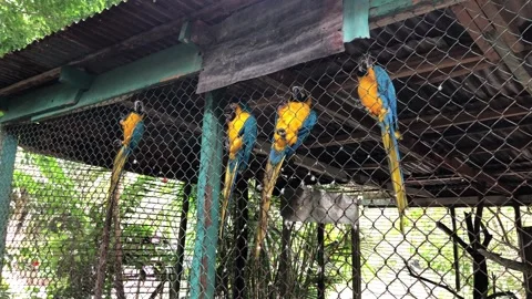 Blue and yellow macaw parrots climbing on cage fence Stock Footage 337264324
