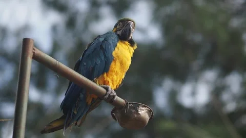 Blue and Yellow Macaw Perched on a Metal Bar Video stock 341787138