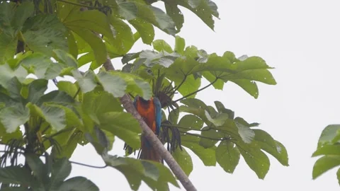 Blue and Yellow Macaw in perfect solo landing over Peru’s rainforest canopy Video stock 301770565