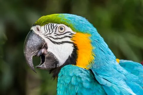 Blue and yellow macaw Stock Photos