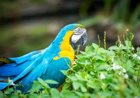 Blue and yellow macaw Stock Photos
