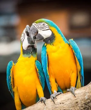 Blue and yellow macaw Stock Photos