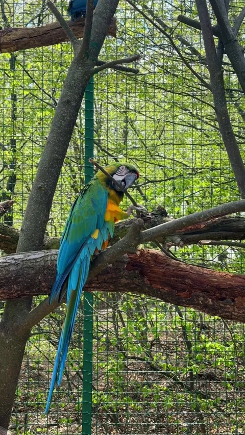 Blue-and-yellow macaw playing with a branch in enclosure Stock Footage 334186990