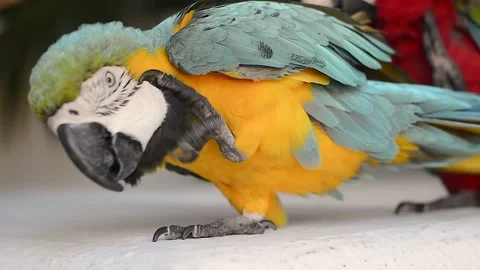 Blue-and-yellow macaw preening feathers on white surface Stock Footage 295192844