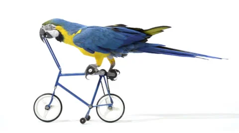 Blue and yellow macaw riding a bike Stock Footage