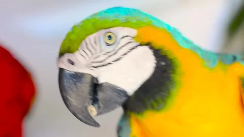 Blue-and-yellow macaw slightly moving its head Stock Footage 295192378