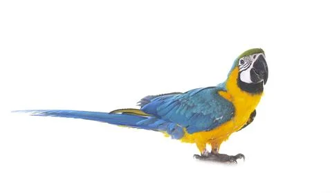 Blue-and-yellow macaw in studio Stock Photos