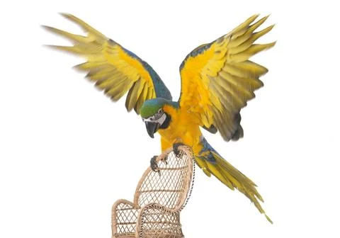 Blue-and-yellow macaw in studio Stock Photos