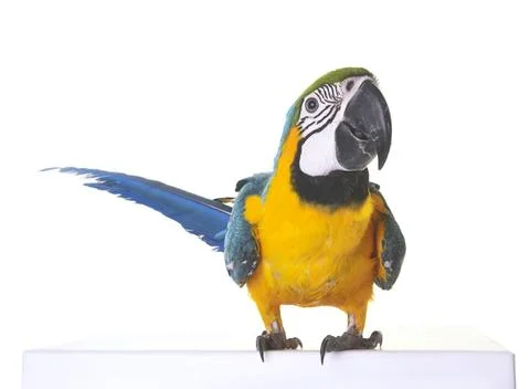 Blue-and-yellow macaw in studio Stock Photos