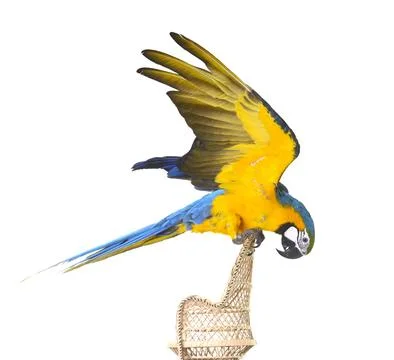 Blue-and-yellow macaw in studio Stock Photos