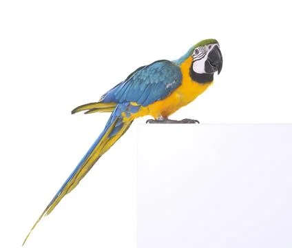 Blue-and-yellow macaw in studio Foto stock
