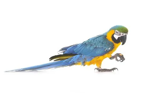 Blue-and-yellow macaw in studio Foto stock