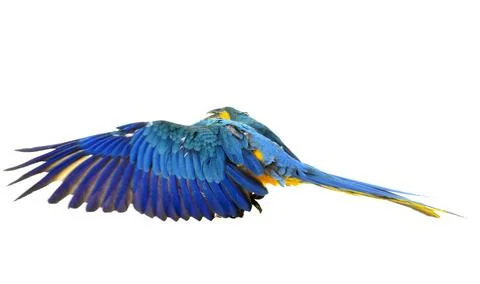 Blue-and-yellow macaw in studio Stock Photos