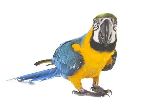 Blue-and-yellow macaw in studio Stock Photos