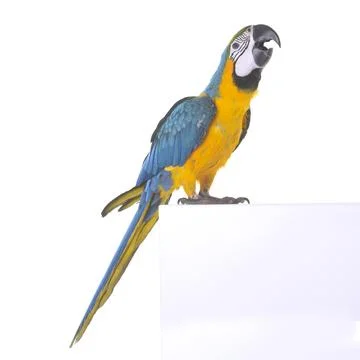 Blue-and-yellow macaw in studio Stock Photos