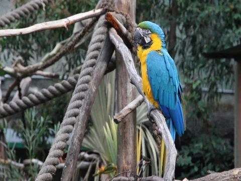 Blue and Yellow Macaw On A Tree Branch Video stock 77322049