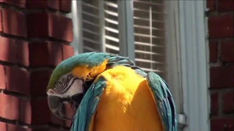 Blue-and-yellow Macaw by Window Stock Footage 25270797
