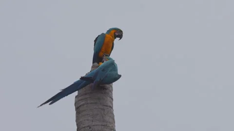 Blue-and-yellow macaws on a dead tree in the Amazon rainforest Stock Footage 242330486
