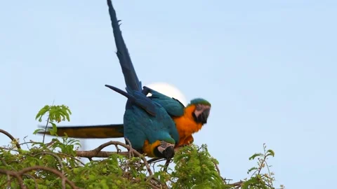 Blue and Yellow Macaws Foraging in Tree Canopy Telephoto Lens 4k Stock Footage Vídeo Stock 338253792