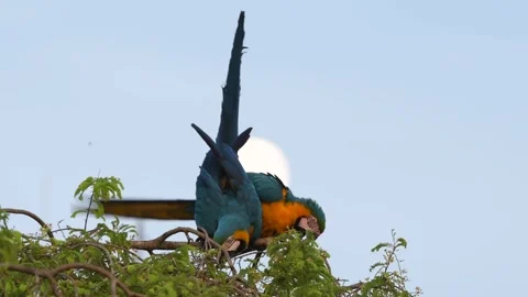 Blue and Yellow Macaws Perched on Branch Telephoto Lens 4k Animal Behavior Video 库存影片 338253816