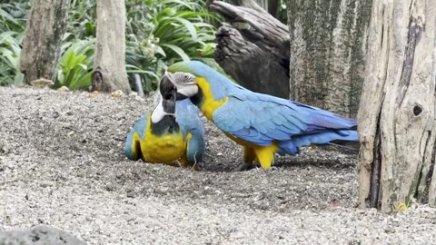 Blue and yellow macaws preening each other in nature Stock-Footage 332554137