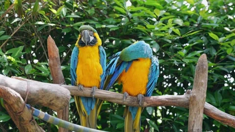 Blue and yellow macaws preening feathers and resting on a wooden perch Stock Footage 334092473
