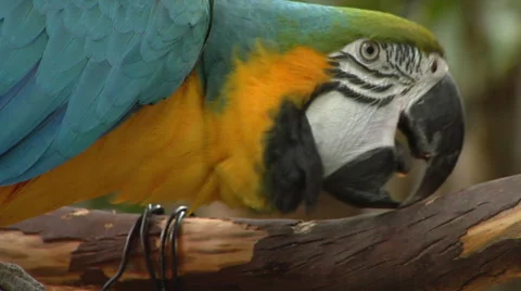 Blue and Yellow Parrot sharpens beak on branch Stock Footage 49953079
