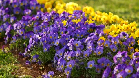 Blue and yellow violets on the lawn along the city street. Spring sunny day. Stock Footage 238738307