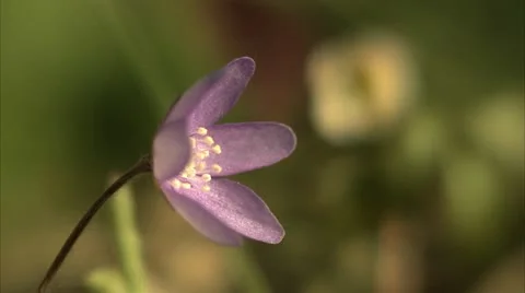 Blue anemone, close-up Stock Footage 11310247