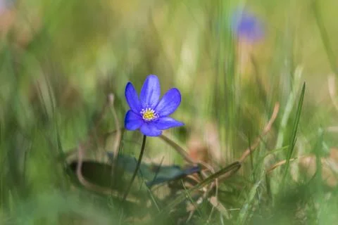 Blue Anemone closeup Stock Photos