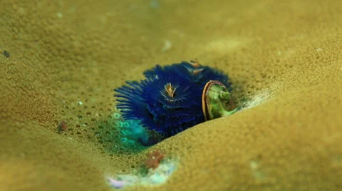 Blue anemone Stock Footage 46067134